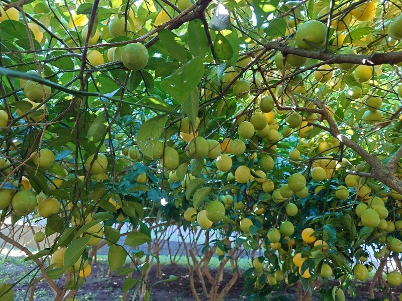 住宅街で育つ「松戸のレモン」が収穫最盛期に!直売所やカフェ、スイーツでフレッシュな味わいを