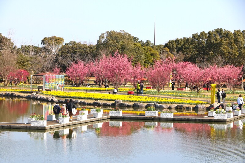 3万球のスイセンが咲く福岡・海の中道!巨大絵馬やクイズ、限定グルメも楽しめる黄色い春フェスタ