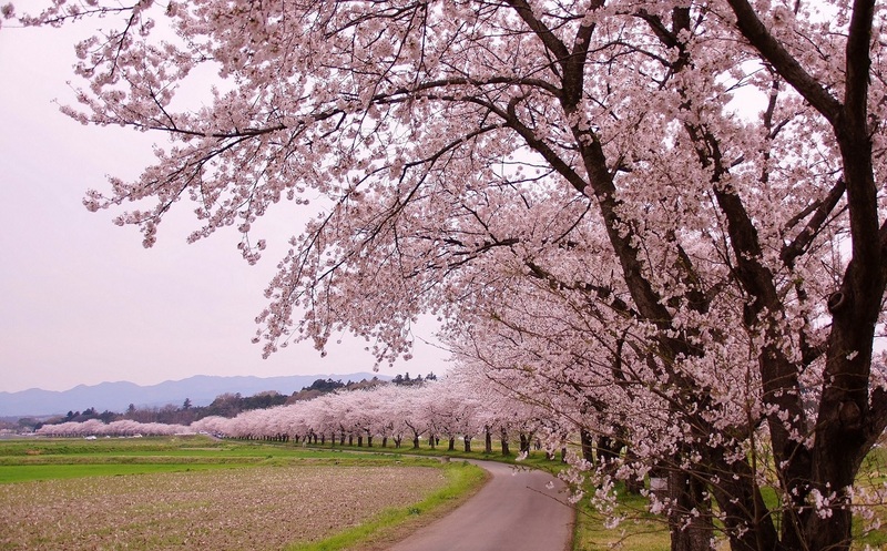 【埼玉県嵐山町】「第22回嵐山さくらまつり」約250本の桜並木と菜の花のコラボが絶景