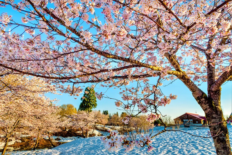 雪の上に咲く桜が見られる!新潟県魚沼市「福山峠のふるさと広場」の雪上桜