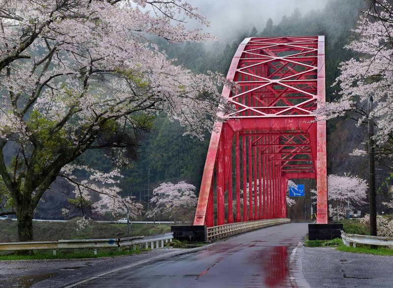 【三重・名張】水面に映る桜色、青蓮寺湖に訪れるやさしい春