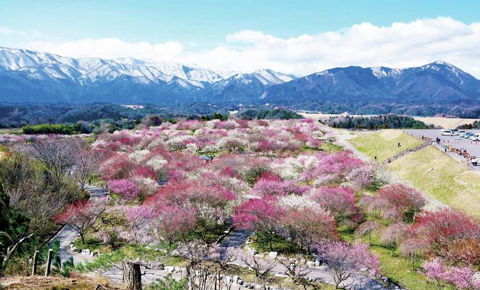 いなべ市農業公園 梅まつり(2026)
