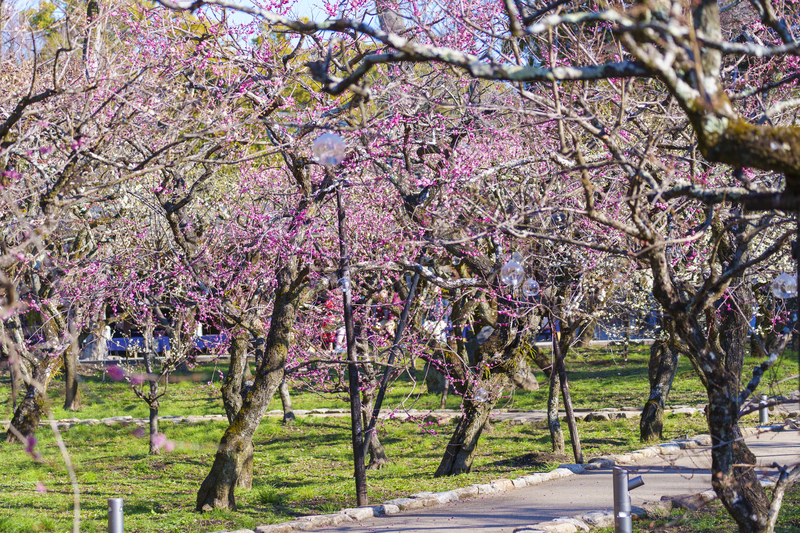 【2026京都】いよいよ見頃!「駅から徒歩10分以内」の梅の名所6選 早春の絶景を駅近くで満喫
