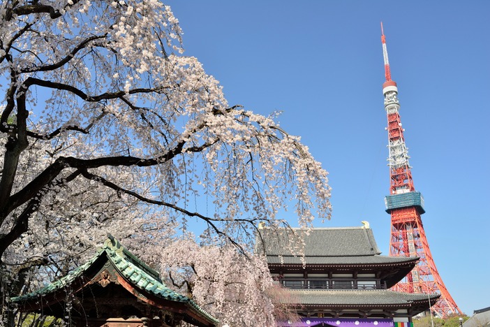 【2026】浜松町・お台場の桜名所9選|東京タワーの夜桜&ライトアップ・駅近穴場も