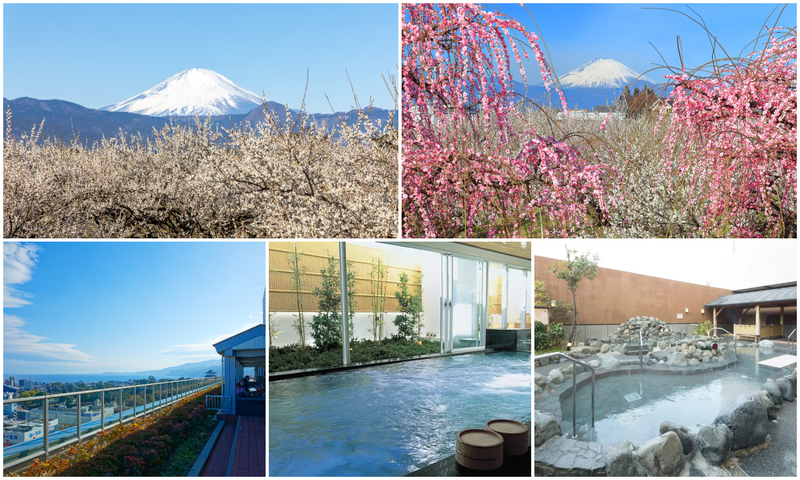 【2026】小田原梅まつり「曽我梅林」は今が見頃!周辺日帰り温泉&足湯3選 2月三連休の都内からの旅行にも