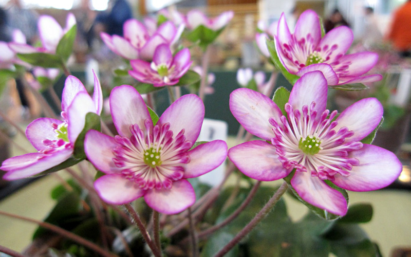 新潟県長岡市で雪割草まつり開催<br/>美しい雪割草200点以上が集結!