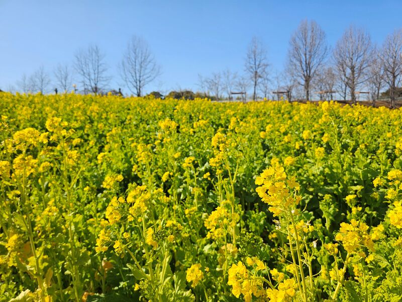 50万本の菜の花が見頃!大阪・堺の農業公園に早春到来 チューリップ畑やいちご狩りも