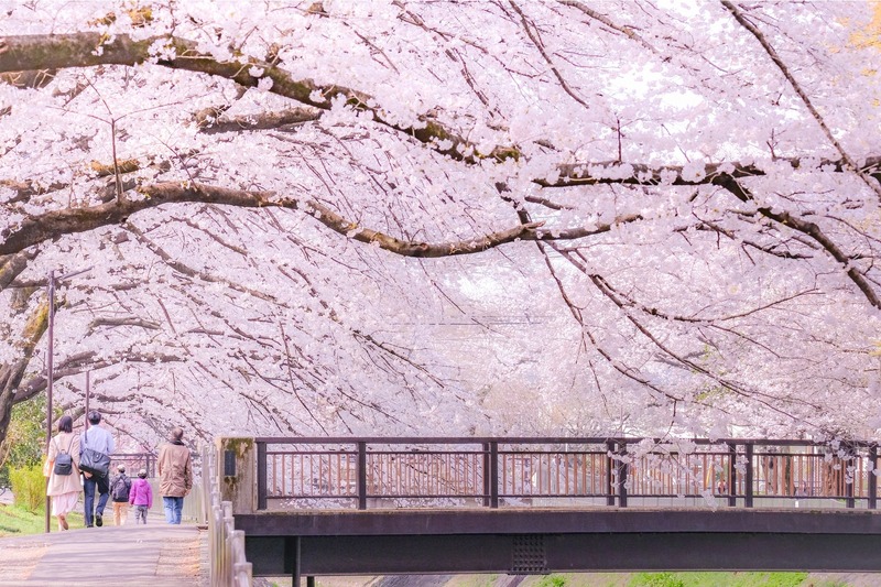 【2026】東京から日帰りの桜並木20選!親子で歩きたい圧巻の桜トンネル