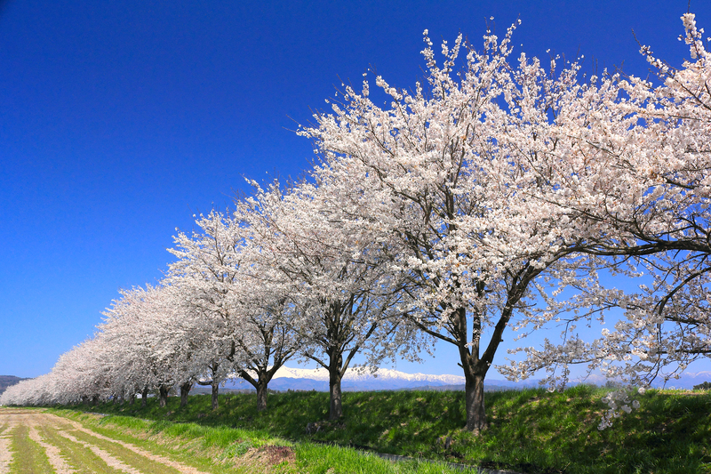 約2kmの桜並木と幻想的なライトアップ!福島県会津坂下町「ばんげ桜まつり」