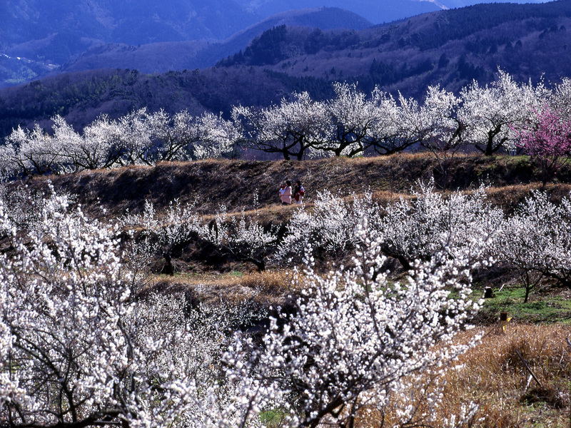 天城連山を望む絶景の梅林で「梅の宴」!<br/>1,500本の梅と迫力の太鼓演奏を楽しもう