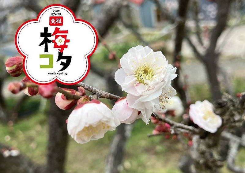 こたつに入って梅鑑賞!「元祖梅コタ 2026」開催 約 90 品種・240 本の梅が開花&限定スイーツも