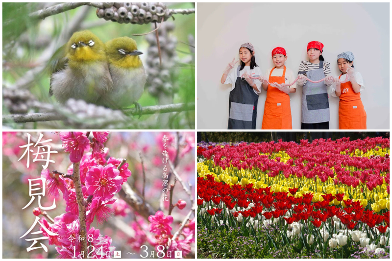 【2026兵庫】3月の注目イベント10選 今が見頃の梅まつり&チューリップまつり&収穫体験も