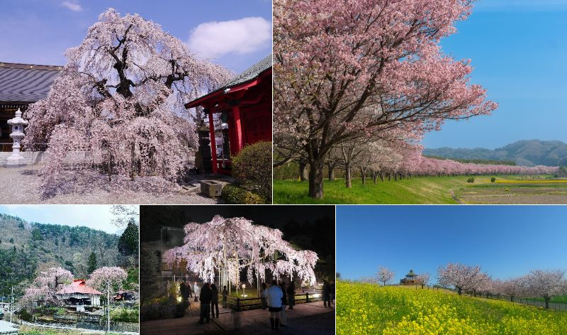 【2026】北関東の桜名所15選!茨城・栃木・群馬の見頃予想と穴場お花見スポットを厳選