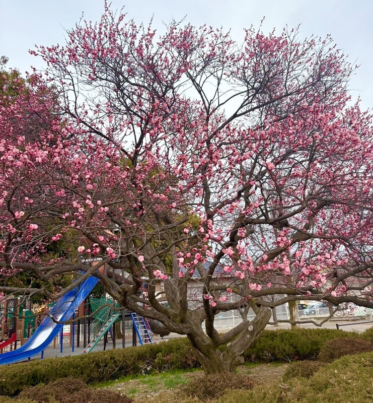 【2026】上田城跡公園 梅の開花情報(2026年3月5日更新)