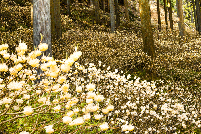 【2026】いよいよ見頃!神奈川の「ミツマタ群生地・名所」4選 黄金色の絶景&春の甘い香り満喫