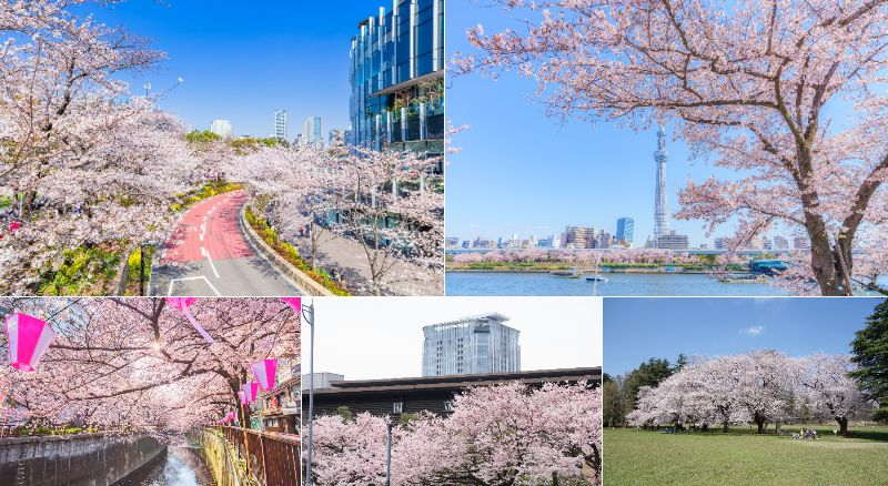 【2026】東京の桜・お花見穴場スポット30選!都内の混雑を避ける名所&満開予想