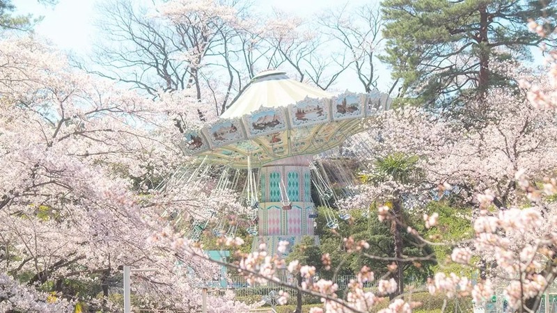 【2026】埼玉県のおすすめの桜の名所・お花見スポット19選|定番・穴場の見頃情報