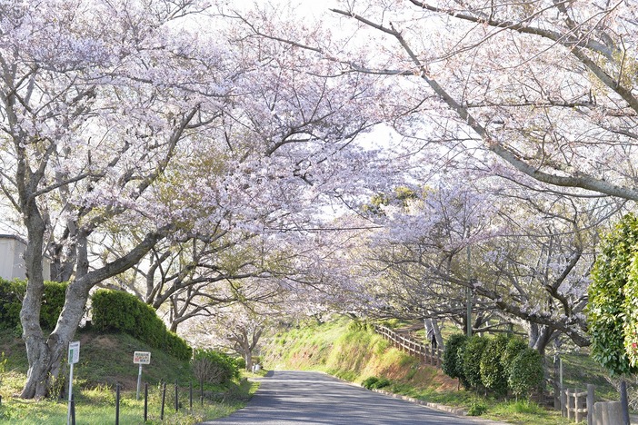 竜王山公園さくらまつり(2026年)