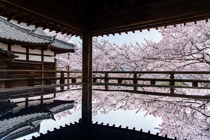 【2026】滋賀県のお花見・桜の名所&穴場おすすめスポット5選|見頃時期や開催期間をご紹介