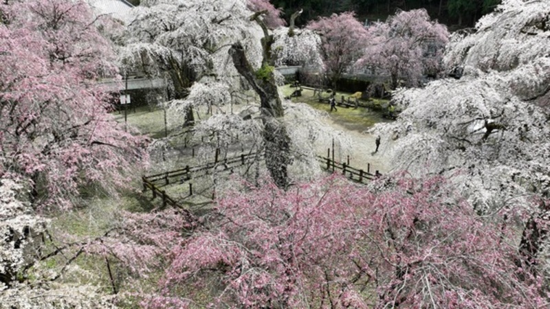 【2026】埼玉県のしだれ桜の絶景名所4選!秩父「清雲寺」の開花状況は?