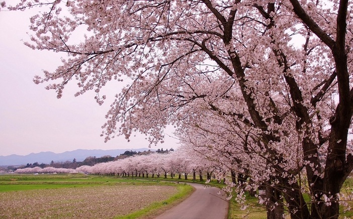 【2026】嵐山町・都幾川桜堤 桜開花情報(2026年3月16日更新)