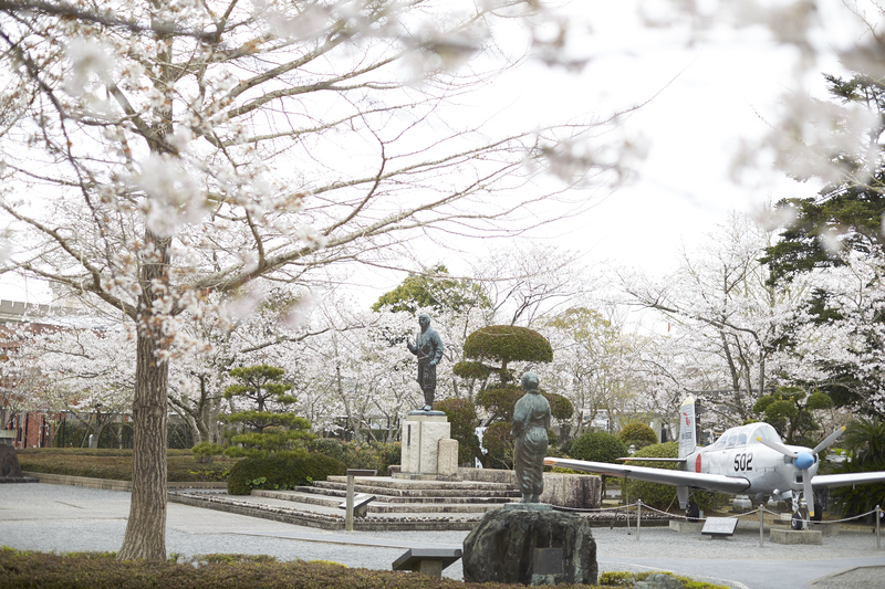 鹿児島・南九州市の知覧平和公園で「桜のおもてなし」開催。約600本の桜と知覧茶のふるまいを楽しもう