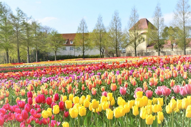 【2026】関西のチューリップ畑7選|親子に人気の絶景・名所&イベント情報も