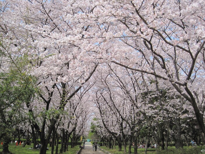 春の華まつり~ナノハナ・サクラ~(2026)