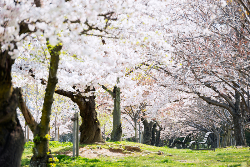 【2026大阪】いよいよ見頃!「駅から徒歩5分以内」の桜の名所4選 春の絶景を駅近くで満喫