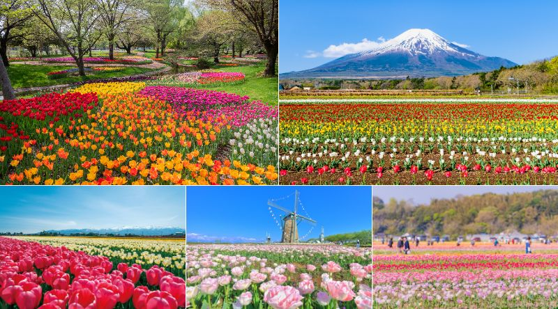 【2026年最新】全国のチューリップ名所・絶景24選 いよいよシーズン!イベント情報も