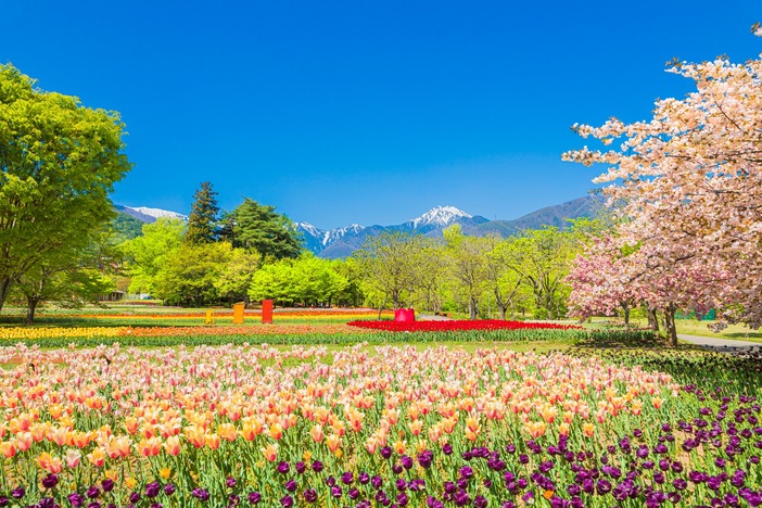 【2026】北陸・甲信越のチューリップ畑10選|GWに見頃の名所&まつりも紹介