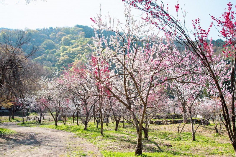 桃源郷のような絶景!福井・大野市「九頭竜花桃回廊」でハナモモを楽しむ