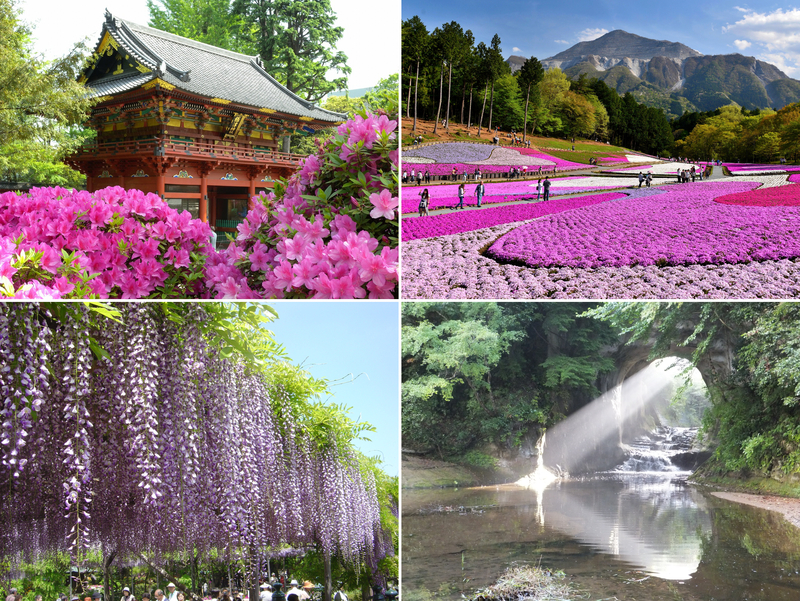 2026年4月のおすすめ観光地・穴場17選 関東から日帰り!つつじ・ネモフィラ・芝桜の名所も