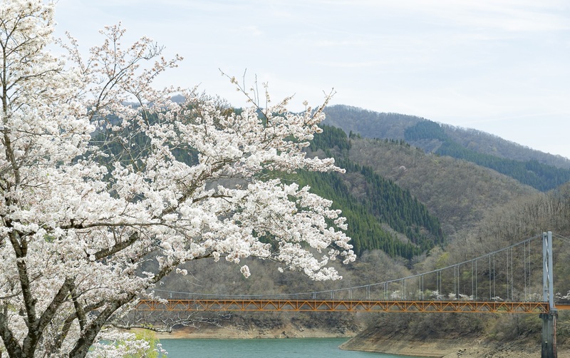 湖畔に咲く桜と「夢のかけはし」の絶景!福井・大野市「九頭竜万本さくら」へ行こう