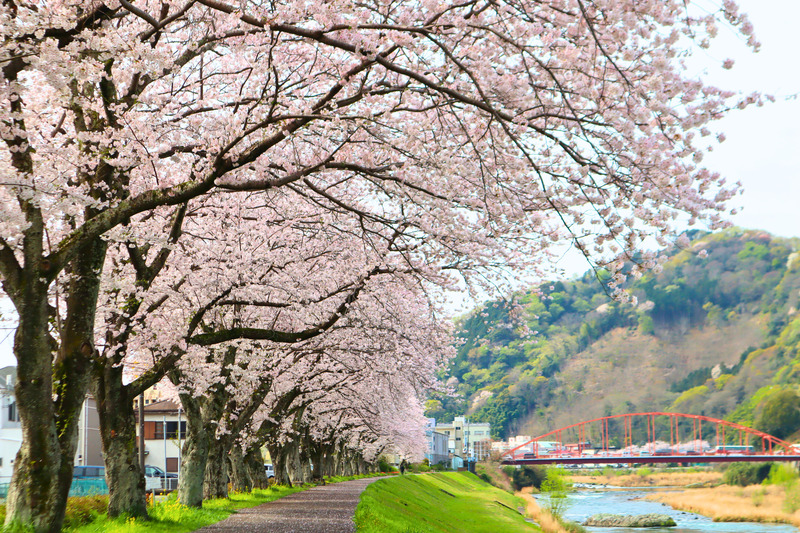 狩野川堤防(修善寺駅付近)の桜開花情報(2026年3月25日更新)