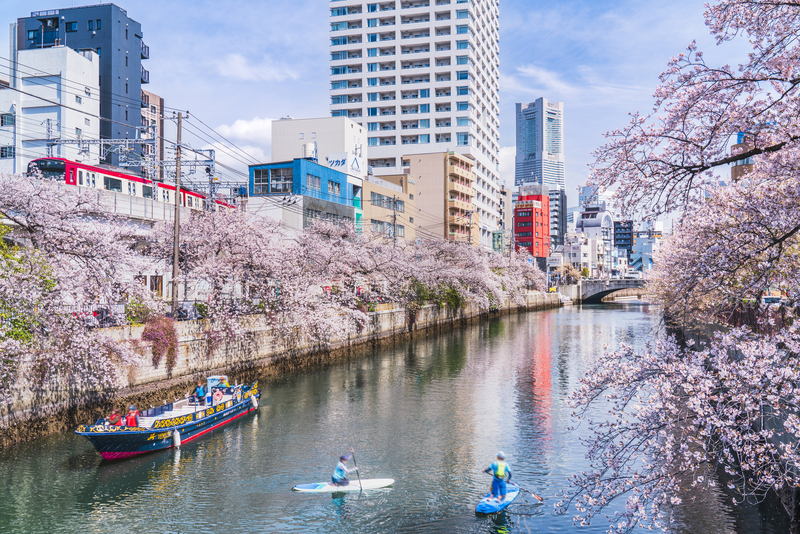 【2026神奈川】いよいよ見頃!「駅から徒歩10分以内」の桜の名所5選 絶景を駅近くで満喫