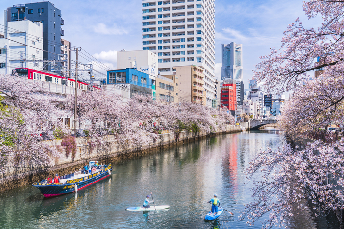 【2026神奈川】いよいよ見頃!「駅から徒歩10分以内」の桜の名所5選 絶景を駅近くで満喫
