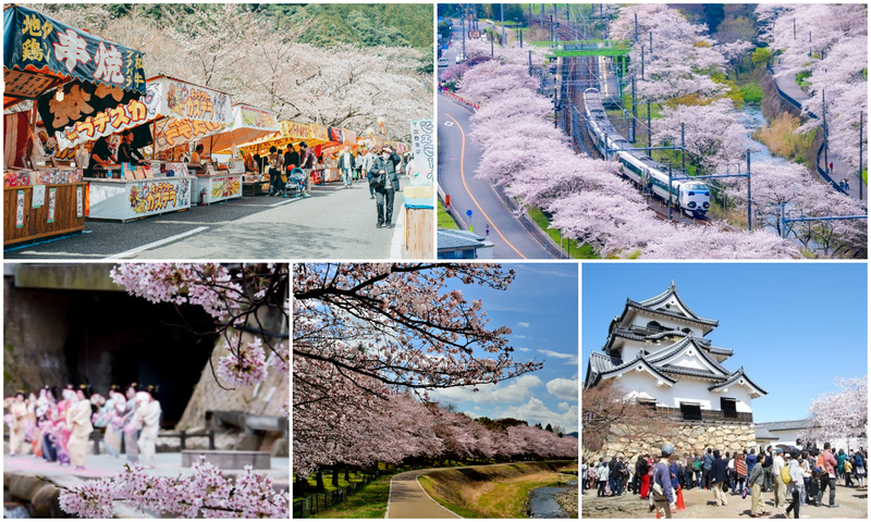 【関西】いよいよ見頃!2026年3月28日・29日に楽しめる「桜まつり」15選 春の絶景&夜桜&グルメも