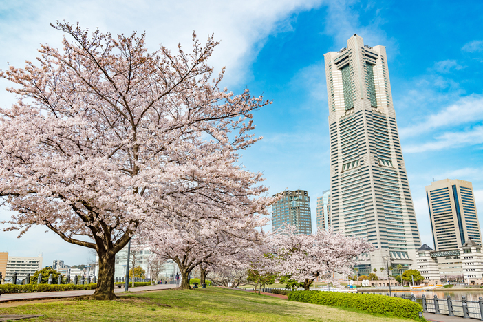 【2026横浜市】いよいよ見頃!「駅から徒歩5分以内」の桜の名所5選 絶景を駅近くで満喫