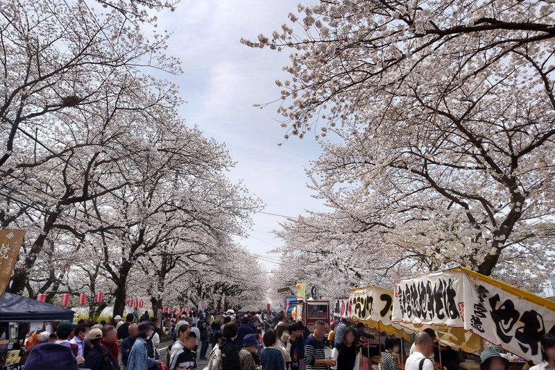 約400本の桜並木とお祭りを楽しもう!埼玉・久喜市「清久さくらまつり」2026開催情報