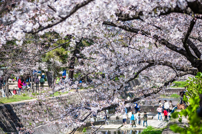 【2026兵庫】まだ間に合う!「駅から徒歩10分以内」の桜の名所5選 絶景を駅近くで満喫