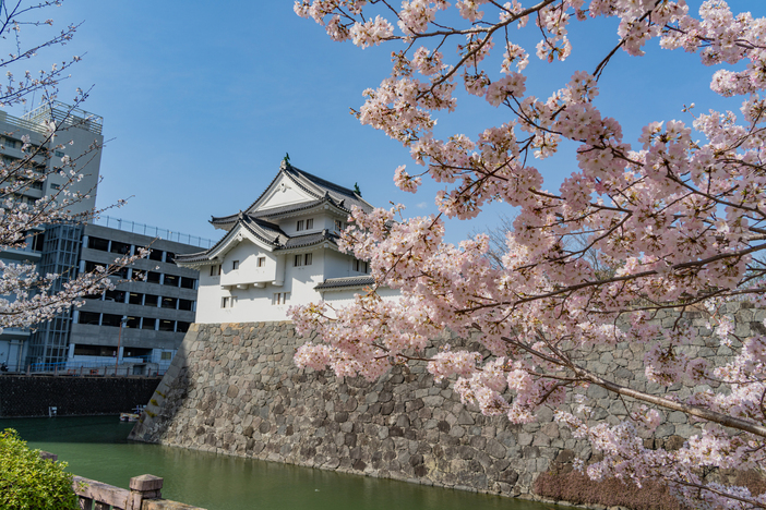 【2026静岡】まだ間に合う!「駅から徒歩15分以内」の桜の名所4選 絶景を駅近くで満喫