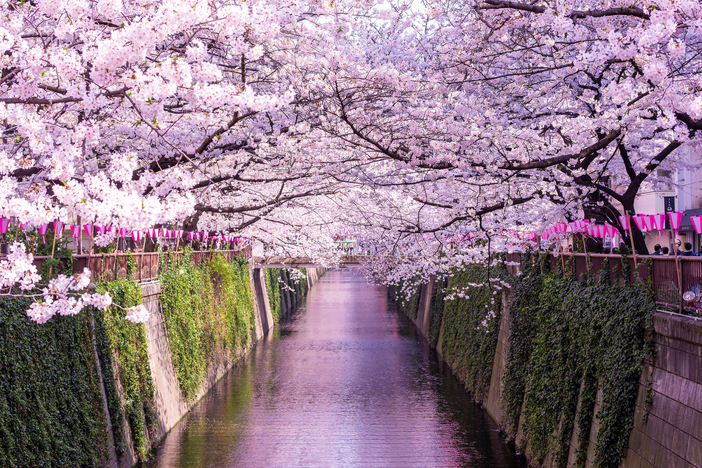 【2026東京】まだ間に合う!「駅から徒歩10分以内」の桜並木5選 圧巻の桜トンネルを駅近くで満喫