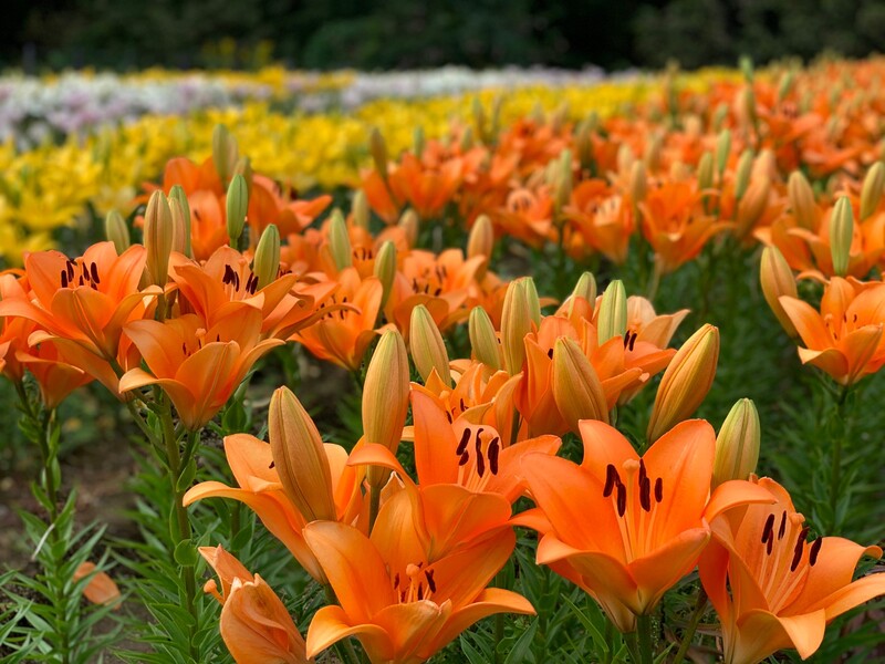 1万本のユリが咲き誇る!新潟県魚沼市「月岡公園」で色鮮やかなユリの花と香りを楽しもう