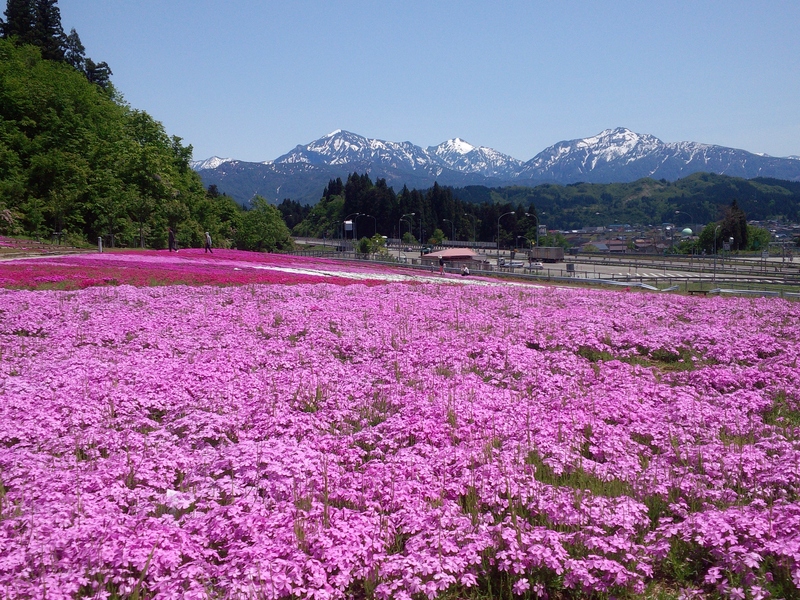 20万株の芝桜が一面に広がる!新潟県魚沼市「根小屋 花と緑と雪の里」で絶景お花見を楽しもう