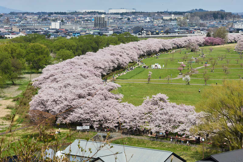 約2kmの桜のトンネルが圧巻!岩手・北上市「北上展勝地さくらまつり」2026<br/>