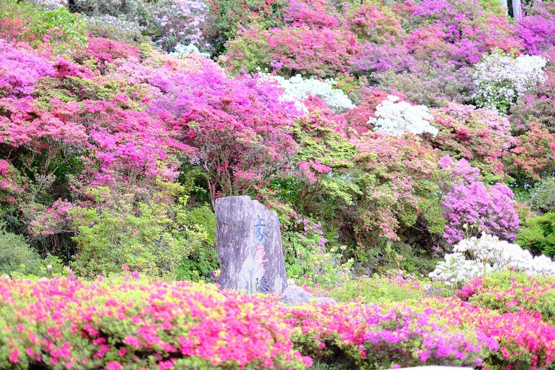 山の斜面を彩るツツジと絶景展望台!徳島・神山町「上分花の隠里」へ行こう