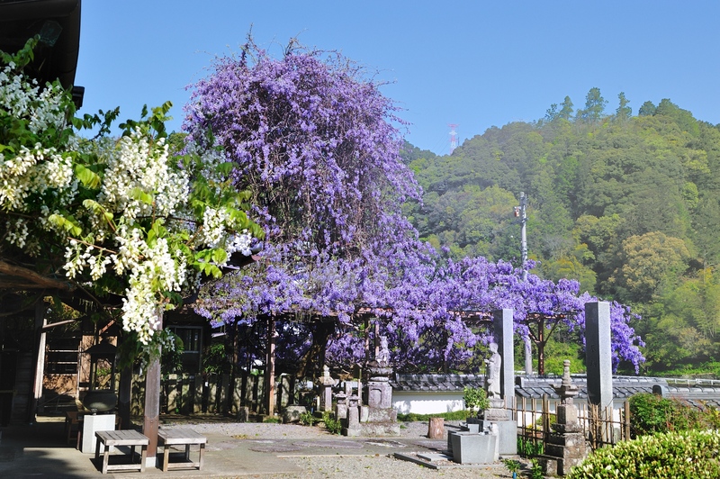 天に向かって伸びる藤の絶景!徳島・神山町「神光寺のぼり藤」を親子で楽しもう