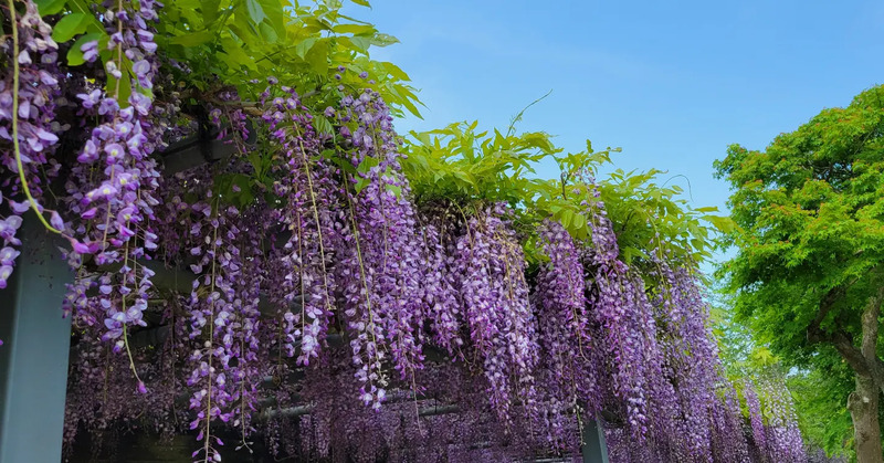 全長60mの藤棚と青空のコントラストが絶景!三重・大紀町「野原公園の藤棚」