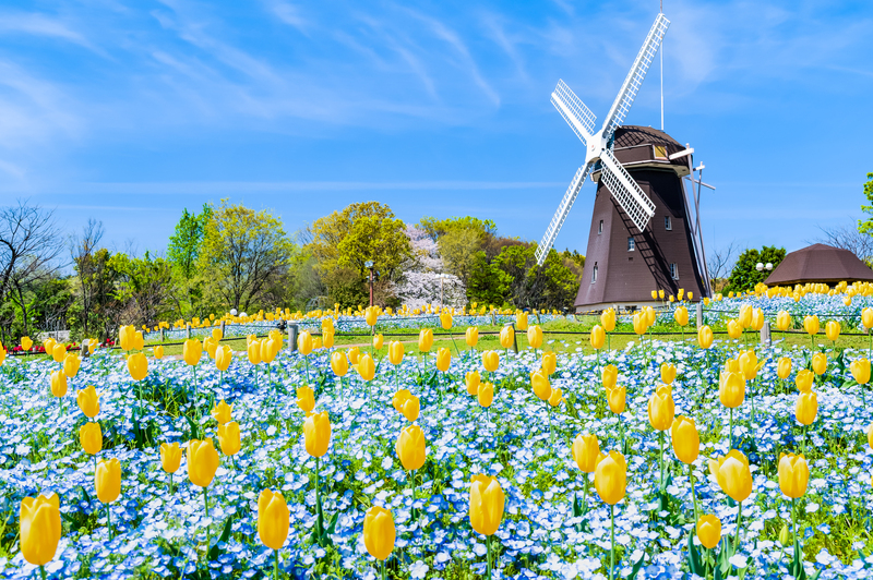 【2026】春爛漫!チューリップとネモフィラが競演する絶景スポット9選 今しか見られない景色を親子で堪能